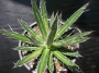 Агаве филифера (Agave filifera)