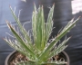 Агаве филифера (Agave filifera)