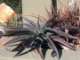 Агаве мачо моча (Agave macho mocha)