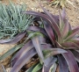 Агаве мачо моча (Agave macho mocha)