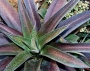 Агаве мачо моча (Agave macho mocha)