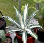 Агаве медиопикта алба (Agave mediopicta alba)
