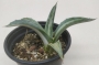 Агаве медиопикта алба (Agave mediopicta alba)
