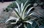 Агаве медиопикта алба (Agave mediopicta alba)
