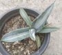 Агаве медиопикта алба (Agave mediopicta alba)