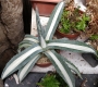 Агаве медиопикта алба (Agave mediopicta alba)