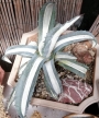 Агаве медиопикта алба (Agave mediopicta alba)