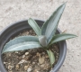 Агаве медиопикта алба (Agave mediopicta alba)