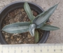 Агаве медиопикта алба (Agave mediopicta alba)