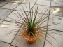 Агаве орнитоброма малко (Agave ornithobroma)