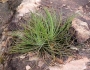 Агаве орнитоброма малко (Agave ornithobroma)