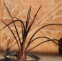 Агаве орнитоброма малко (Agave ornithobroma)