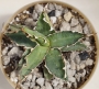 Агаве титанота (Agave titanota)