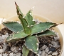 Агаве титанота (Agave titanota)