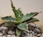 Агаве титанота (Agave titanota)