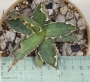 Агаве титанота (Agave titanota)