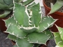 Агаве титанота (Agave titanota)