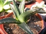 Агаве Виктория (Agave victoriae reginae)