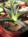 Агаве Виктория (Agave victoriae reginae)