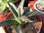 Агаве Виктория (Agave victoriae reginae)
