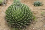 Агаве Виктория (Agave victoria reginae)
