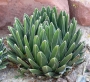 Агаве Виктория (Agave victoria reginae)
