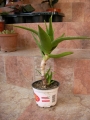 Алое (Aloe delaeti)