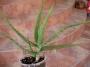 Алое вера (Aloe vera)