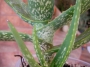 Алое вера (Aloe vera)