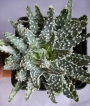 Алое (Aloe Humilis superb select white textured form)