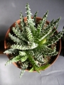 Алое (Aloe Humilis superb select white textured form)