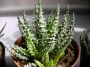 Алое (Aloe Humilis superb select white textured form)