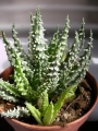 Алое (Aloe Humilis superb select white textured form)