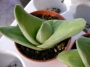 Гастералое (Gasteraloe cv. Pale Brother)