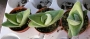 Гастералое (Gasteraloe cv. Pale Brother)