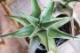 Алое (Aloe)