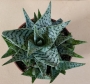 Алое (Aloe)