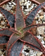 Алое (Aloe)