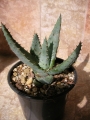 Алое (Aloe)