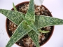 Алое (Aloe GREAT WHITE)