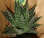 Алое (Aloe aristata Tiki Tahi)