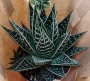 Алое (Aloe aristata Tiki Tahi)