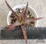 Алое (Aloe bright star hybrid)
