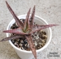 Алое (Aloe bright star hybrid)