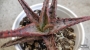 Алое (Aloe bright star hybrid)