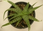 Алое (Aloe c.v. agal)