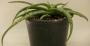 Алое (Aloe c.v. agal)