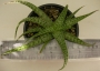 Алое (Aloe c.v. agal)