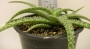 Алое (Aloe c.v. agal)