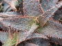 Алое (ALOE cv. Marmalade)